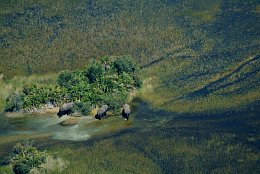 Aerial photo Elephants in the Okavango Delta