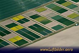 Aerial photo Canola Field