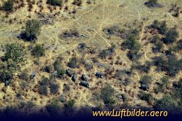 Aerial photo Elephants in the Okavango Delta