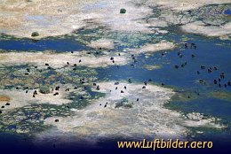 Aerial photo Herd of Buffalos in the Okavango Delta