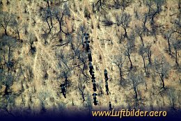 Aerial photo Elephants at the Chobe River