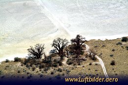 Aerial photo Baines Baobab