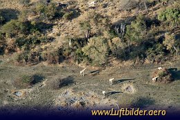 Aerial photo Giraffes