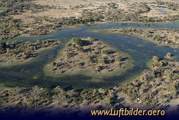 Aerial photo Giraffes in the Okavango Delta