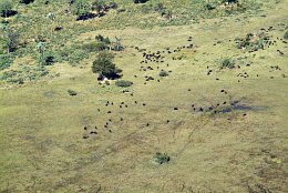 Aerial photo Herds of buffalos in the Okavango Delta
